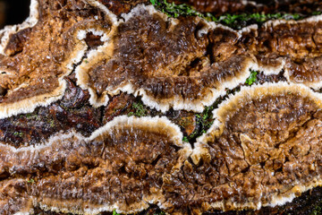 Cylindrobasidium evolvens - saprotrophic crust fungus on a rotten tree branch