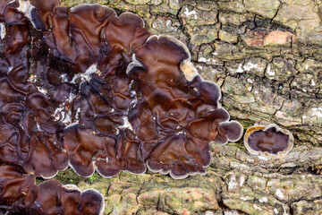 Auricularia mesenterica - saprophytic fungus growing on an old tree stump