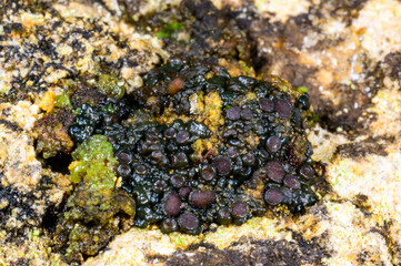 Black crustose lichen with reproductive organs growing on coastal rocks