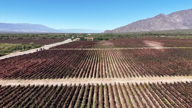 Aerial view of vineyards in Cafayate, Salta, Argentina.