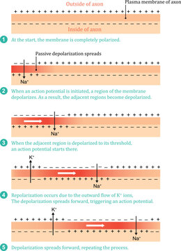 Diagram of a transmission of a nerve impulse. Impulse Conduction in Axons. Relation to the membrane voltage over time.