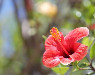 red hibiscus tropical flower on bush and copy space