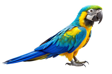 Fototapeta premium blue and yellow macaw isolated