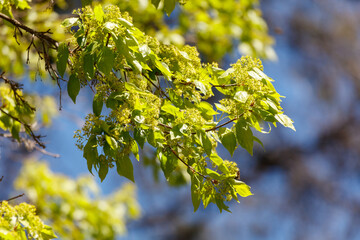 A tree with green leaves and a blue sky in the background