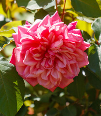 A pink flower with green leaves