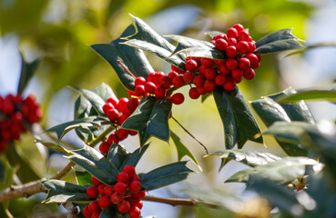 A cluster of red berries on a tree branch