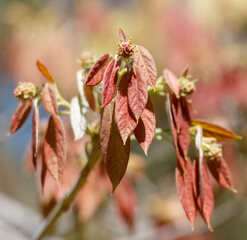 A tree with red leaves is in the foreground
