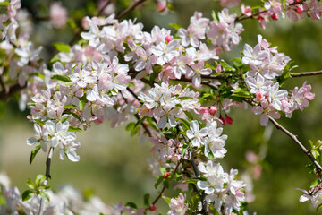 Fototapeta premium A tree with pink flowers is in full bloom