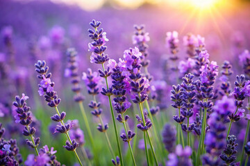 Naklejka premium field of lavender