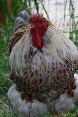 Gallo livornese nel prato. Inquadratura centrale in verticale con soggetto in posa tra l’erba. Il piumaggio chiaro con screziature rosse contrasta con il verde naturale dello sfondo.