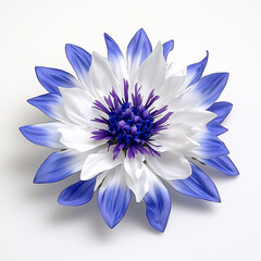 Fototapeta premium A beautiful white dahlia flower with blue tipped petals and a dark blue center isolated on white background.