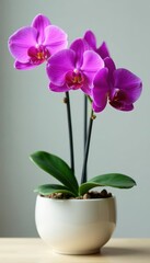 Naklejka premium Elegant purple orchid in stylish ceramic pot, healthy foliage , detail, green, texture