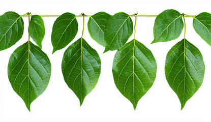 Fototapeta premium Close up of vibrant green leaves hanging on a thin branch isolated on a clean white studio background image.