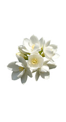 Isolated white background with lovely Jasminum sambac flower.