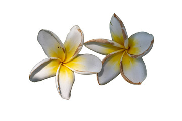 frangipani flower isolated on white background