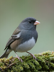 Dark-eyed Junco