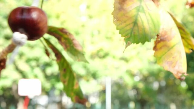 Conkers game. One chestnut on a string hits another. Children's game played using the seeds of horse chestnut trees. Pair of conkers hanging on strings hit each other.