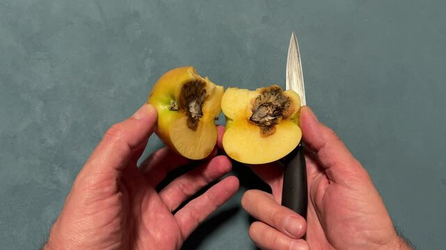 Problem of preserving fruit harvest. Danger of poisoning. Rotten apple in cut. Outwardly attractive apple with no visible damage during biting turned out to be rotten inside with presence of mold.