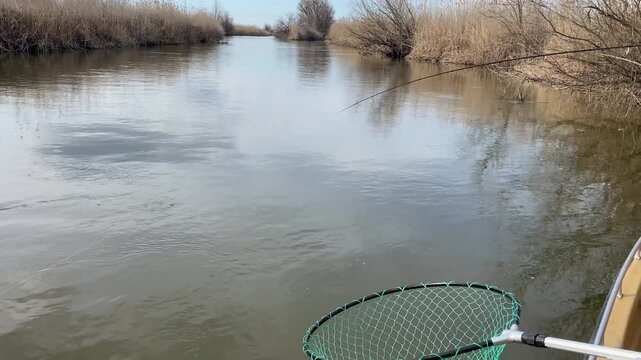 Fisherman in boat catches fish by spinning on silver spinner, line is taut. Assistant helps to pull the asp with scoop net. Fishing in Astrakhan region, Russia. Leisure recreation.