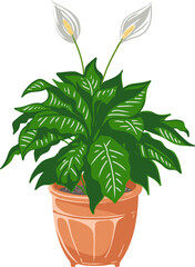 Fototapeta premium peace lily vector