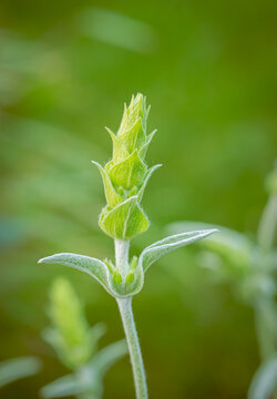 Griechischer Bergtee (Sideritis scardica)