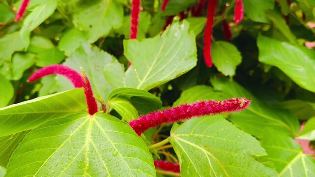 Vibrant Red Hot Cat's Tail Plant (Acalypha hispida) Close-up
