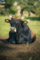 Black Dexter Bull sitting on meadow at a dairy farm in Goias, Brazil