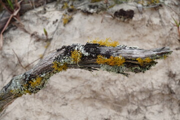 Liquenas na Arvores Galhos