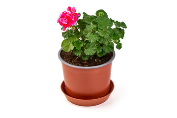 Pelargonium zonale (zonal geranium) blooming in a flower pot, isolated on white background.