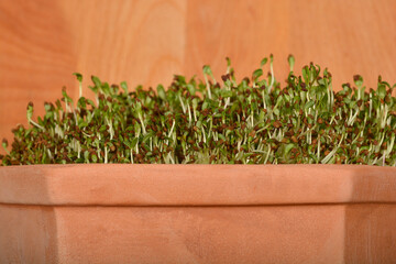 Close-up of fresh alfalfa sprouts growing densely in a terracotta pot against a wooden background
