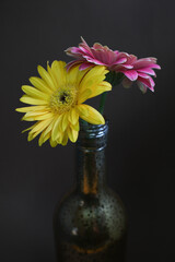Yellow and pink gerbera daisies in a rustic glass bottle on dark background. Elegant floral still life with warm tones, perfect for greeting cards, posters, or botanical prints.