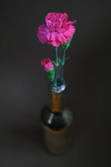 Single pink carnation in a rustic glass bottle on dark background. Soft, elegant floral still life with moody tones. Ideal for posters, minimal decor, or romantic design themes.