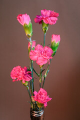 A bouquet of blooming and budding pink carnations arranged in a glass bottle against a warm, solid brown background. Minimalist style photography with soft lighting that enhances the texture of the pe