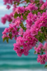 Fototapeta premium Blooming Bougainvillea Overlooking Turquoise Ocean Waters in Tropical Setting Close Up View Beauty in Nature