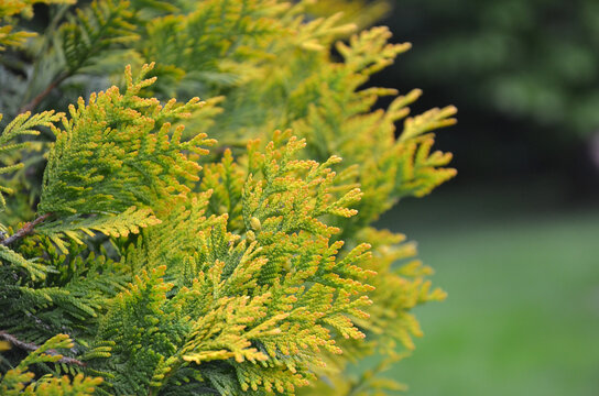 Thuja occidentalis &lsquo;Golden Smaragd &lsquo; closeup branches against natural green garden background. Selected focus.Landscaping ,gardening ,growing evergreen coniferous trees concept. Free copy space.