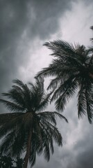 Moody Low Angle Shot of Palm Trees Under a Dramatic Cloudy Sky in Tropical Location on Overcast Day