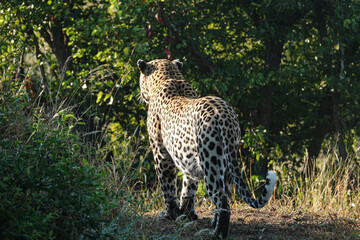 Leopard in the wild, Africa