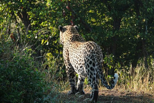 Leopard in the wild, Africa