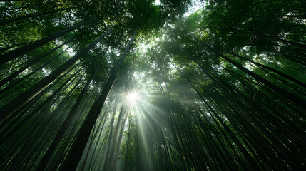 Lush Bamboo Forest Serene Greenery Natural Wonders Tranquil Asian Landscape Bamboo Stalks Botanical Beauty Forest Ambiance Peaceful Nature Scene Verdant Bamboo Grove
