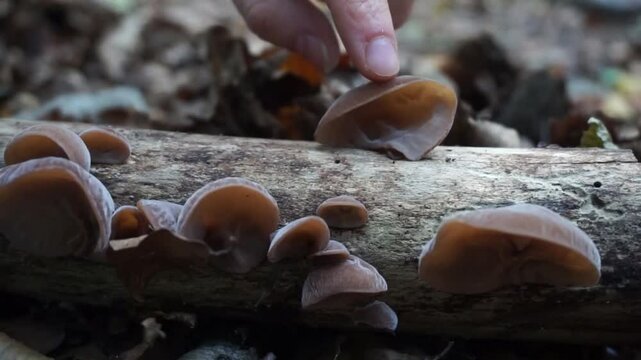 Auricularia auricula-judae. Video of edible mushroom. Jelly ear fungus, also known as Judas&rsquo;s ear or Jew&rsquo;s ear. Muer raw mushroom. Healthy vegan product. Picking autumn, winter mushrooms.  