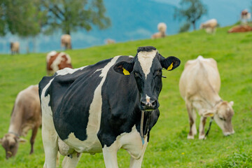 Cow on farm. Cow in fields. Cattle ranch. Summer mountain landscape with grazing cow. Herd of cows on a grassy meadow. Cattle in nature. Pastures with cow. Rural livestock. Grazing cow.