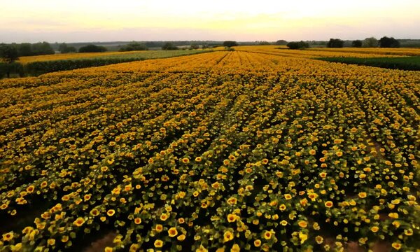 Helichrysum Italicum or curry plant yellow flowers agriculture cultivation aerial view