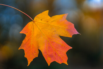 Autumn fall background. Leaves in autumn. Autumnal landscape. Yellow orange and red leaf. Natural beauty of fall. Falling leaves. Fallen maple leaves autumn wallpaper. Autumn leaves. Fall foliage.