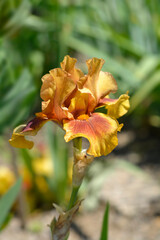 Fototapeta premium Border Bearded brown, orange and yellow flower - Latin name - Iris Giobe