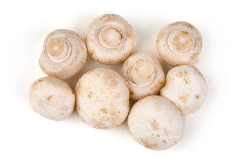 White champignons mushrooms, isolated on white background.