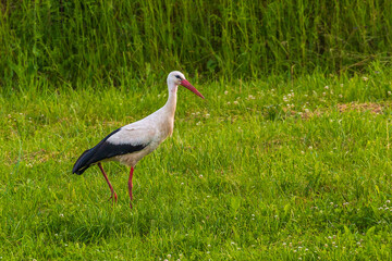 White stork walking on a green meadow in Masuria, Poland. © Tomasz Wozniak
