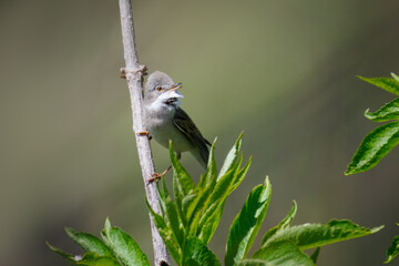 An adult male common whitethroat perches on a thin bush branch with leaves, looking toward the camera on a sunny spring day with a pale green background.