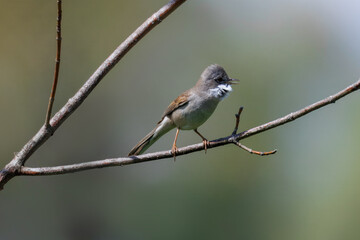 An adult male common whitethroat sitting on a thin branch, singing perpendicular to the camera on a sunny spring day with a pale green background.	