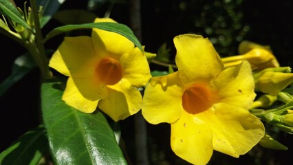 Macro Shot of Yellow Allamanda Flower Blooming in Tropical Garden, Ideal for Nature Backgrounds, Botanical Illustrations, Gardening Designs, and Decorative Prints