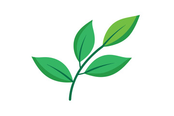 green leaves isolated on white background